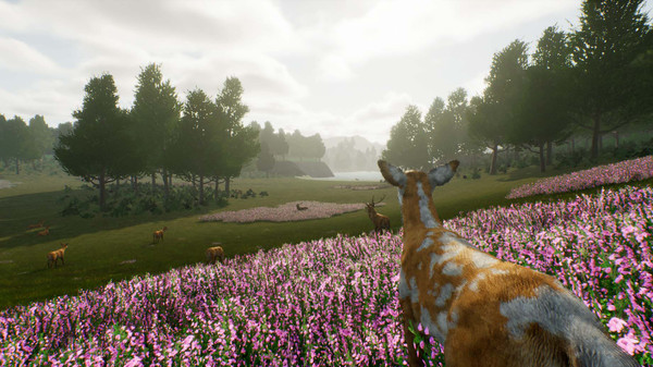 图片[4]-小鹿旅程/Deer Journey